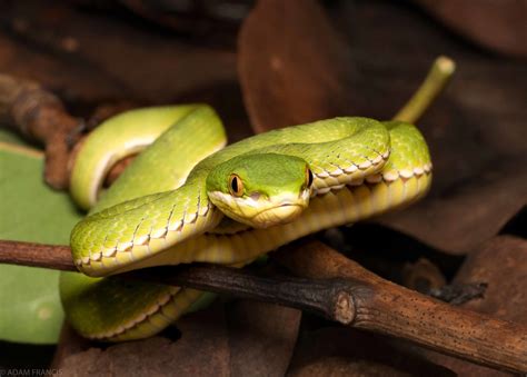 香港 毒蛇|辨認蛇類 — HongKongSnakeID.com